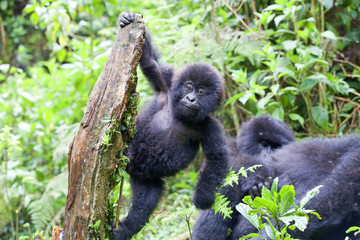A baby Gorilla (Gorilla beringei beringei) hanging off a tree- Rwanda