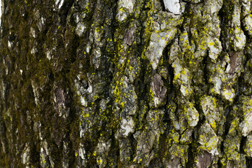 Weathered Bark Backround