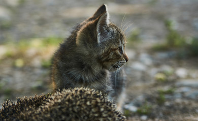 The little kitty cat playing with the hedgehog, outdoors 