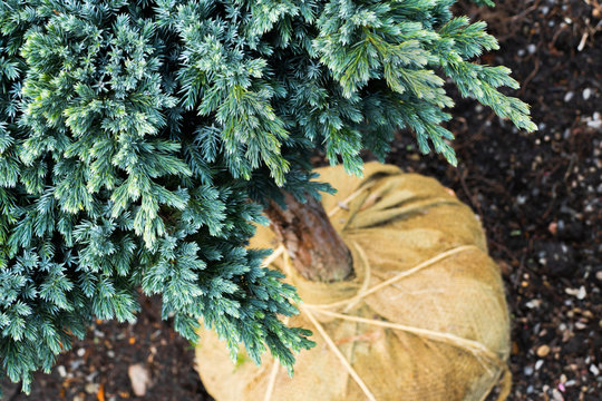 Tree with Root Ball
