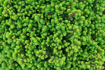 Spring Pine Macro Background Texture