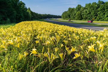 Yellow Flowers beside North Carolina highway