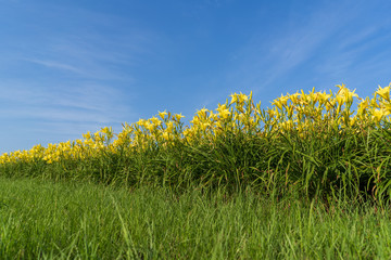 Yellow Flowers against Blue Sky