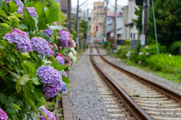 鎌倉御霊神社近くのアジサイと江ノ電
