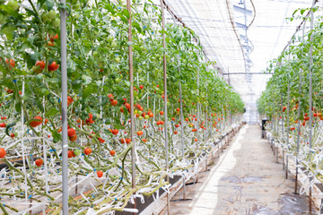 トマト農家のビニールハウス