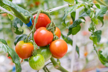 トマト農家のビニールハウス