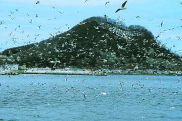 北海道、余市漁港で仔魚を漁るカモメ達の風景