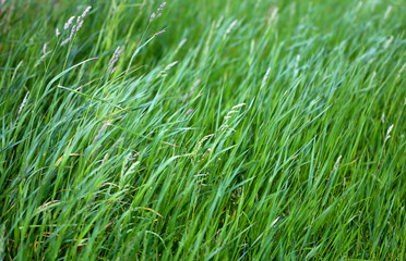 Photo of a close-up of a green grass