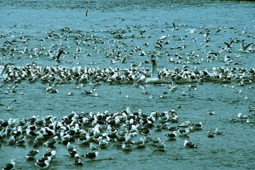 北海道、余市漁港で仔魚を漁るカモメ達の風景