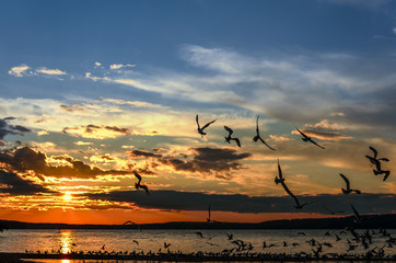 black silhouettes of seagulls flying over the water against the background of the yellow disk of the sun