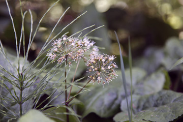 fleur sauvage