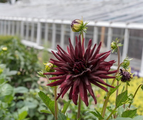 A Walk through the Garden