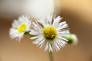 Macro White Wildflower