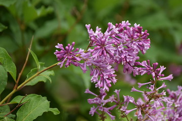 Purple Lilacs