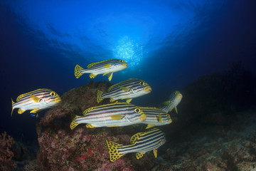 Fish on coral reef. Oriental Sweetlips and Bigeye fish 