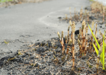 つくし　アスファルト　春　素材