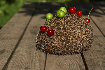 Hedgehog with berries on wooden background, outdoors 