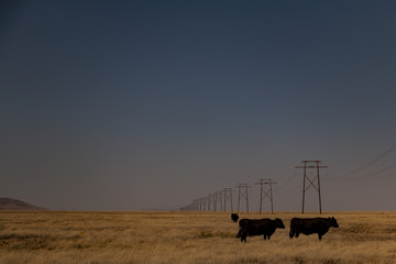 Cows in the range