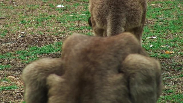 Furry Kangaroo Backs in Forster-Tuncurry, Australia