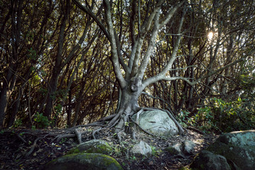 old tree growing from rock © Catherine