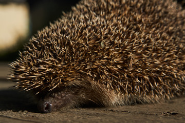 Wild, native hedgehog, close-up. Young hedgehog in natural habitat
