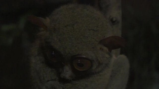 Fantastic Scenery Of Philippine Tarsier Bahol, Philippines