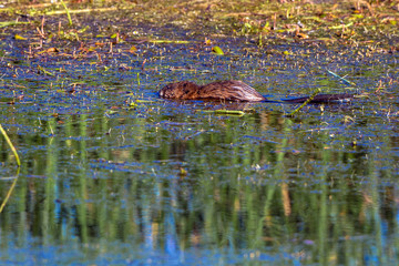 Muskrat shows his tail in the marsh at Alamosa National Wildlife Refuge in southern Colorado
