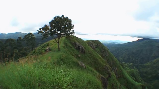 Tree on Little Adam's Peak, Haputale Sri Lanka