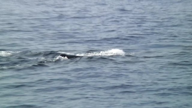 Two Whale Swim Close to Boat