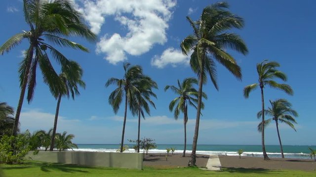 Lockdown Shot of Coconut Trees on the Beach of Panama