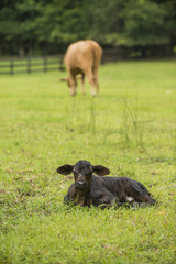 Baby newborn black cow calf in green field with herd of cattle