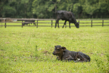 Fototapeta na wymiar Baby newborn black cow calf in green field with herd of cattle