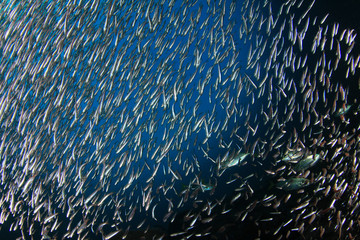 Sardines fish in ocean 