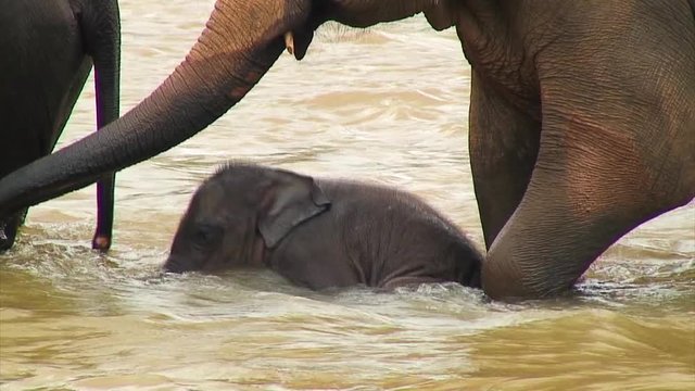 Baby Elephant Laying Down in the Water, Pinnewala Sri Lanka