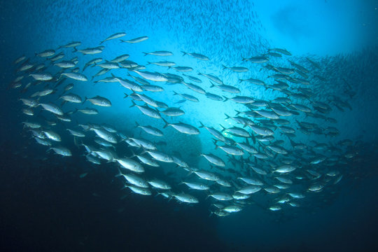 Tuna fish in ocean 