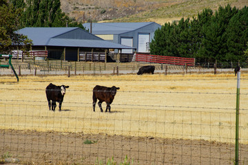 Black Angus cattle with windmills