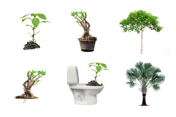 mix tree on white background