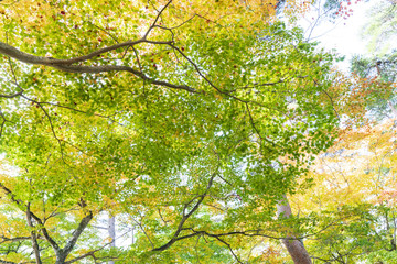Fototapeta premium 厳美渓のエメラルドグリーンの水流と秋の紅葉