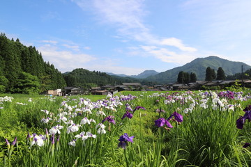 アヤメと田舎