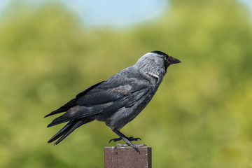 Hooded Crow, beautiful grey and black bird standing on a wooden picket

