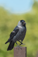 Hooded Crow, beautiful grey and black bird standing on a wooden picket
