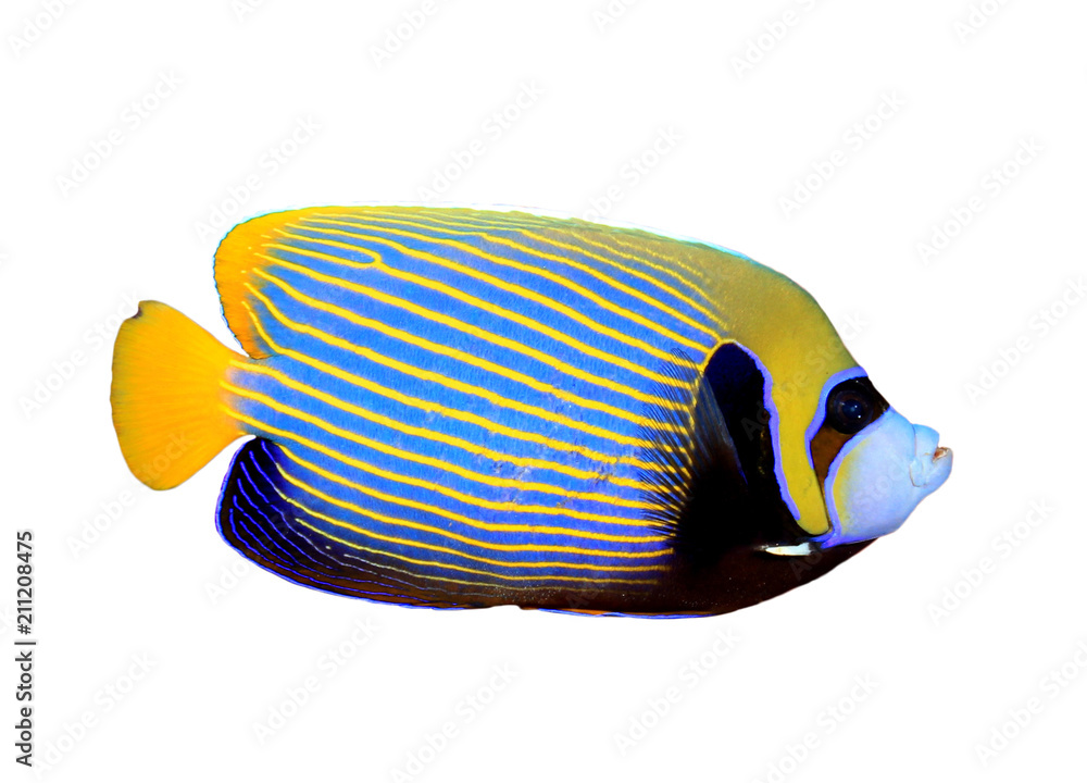 Poster Emperor Angelfish tropical fish isolated on white background   