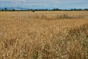 Summer Landscape with Wheat Field, Clouds and mountains 