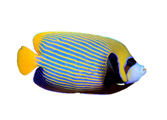 Emperor Angelfish tropical fish isolated on white background   