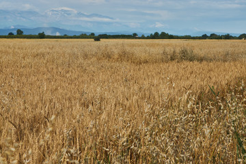 Summer Landscape with Wheat Field, Clouds and mountains 