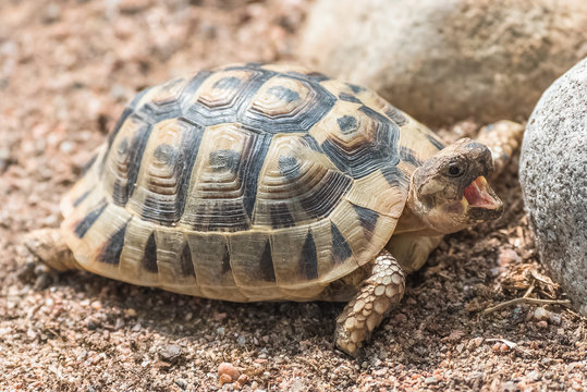 Tunisian tortoise, Testudo graeca nabeulensis, small turtle yawning, portrait
