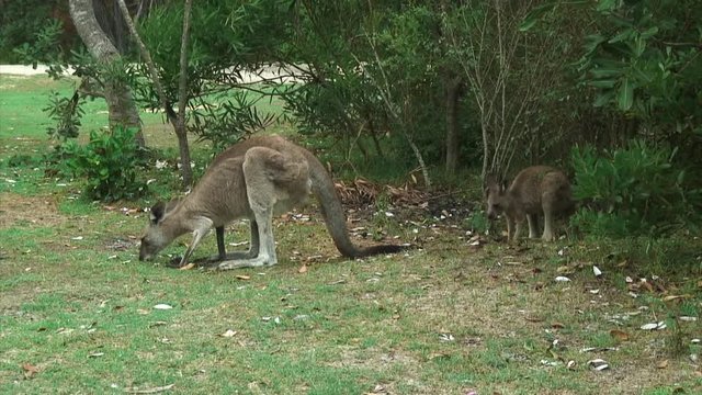 Kangaroos on the Lawn in Forster-Tuncurry, Australia