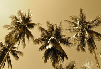 Fototapeta na wymiar Tropical palm trees in sepia tones