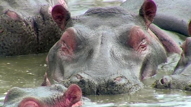 Hippo Close-up