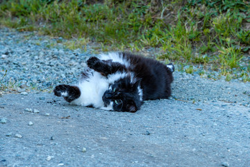 cute black cat with white chest hair rolling on the ground in the early morning 